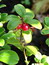 Vaccinium vitis-idaea, Preiselbeere, Färbepflanze, Färberpflanze, Pflanzenfarben,  färben, Klostergarten Seligenstadt